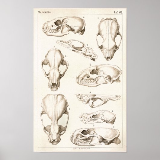Poster Crânes de mammifères Anatomie vétérinaire Imprimer (Devant)