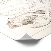 Poster Crânes de mammifères Anatomie vétérinaire Imprimer (Coin)