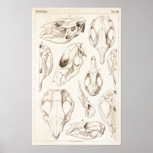 Poster Crânes de mammifères Anatomie vétérinaire Imprimer (Devant)
