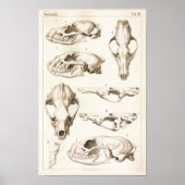 Poster Crânes de mammifères Anatomie vétérinaire Imprimer (Devant)