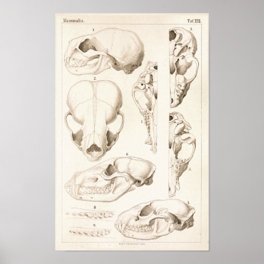 Poster Crânes de mammifères Anatomie vétérinaire Imprimer (Devant)