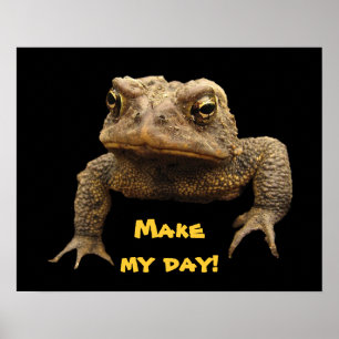 Poster Crapaud américain