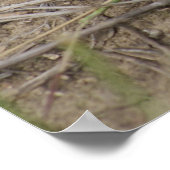 Poster Crapaud des prairies R10 (Coin)
