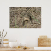 Poster Crapaud des prairies R10 (Cuisine)