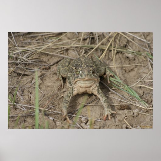 Poster Crapaud des prairies R10 (Devant)