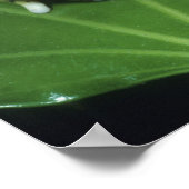 Poster Crapaud Orné, (Ceratophrys ornata), (Coin)