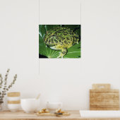 Poster Crapaud Orné, (Ceratophrys ornata), (Cuisine)