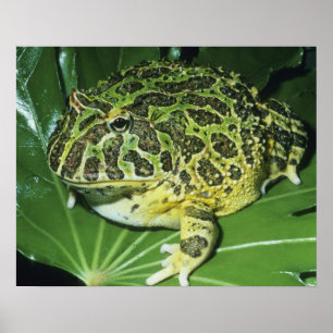 Poster Crapaud Orné, (Ceratophrys ornata),