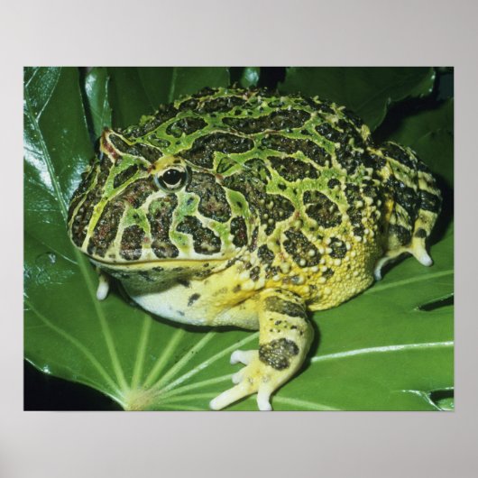 Poster Crapaud Orné, (Ceratophrys ornata), (Devant)