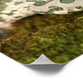 Poster Crapaud vert européen (Coin)