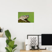 Poster Crapaud vert européen (Bureau à domicile)