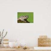 Poster Crapaud vert européen (Cuisine)