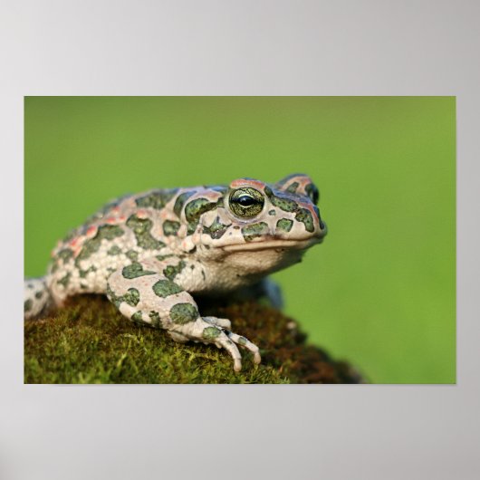 Poster Crapaud vert européen (Devant)