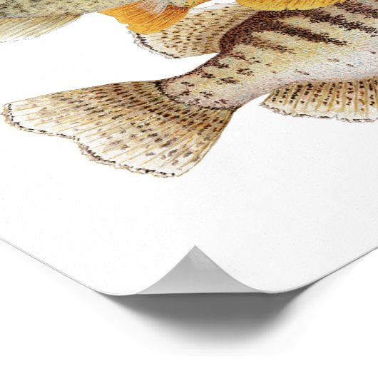 Poster Crappés et poisson-soleil (Coin)