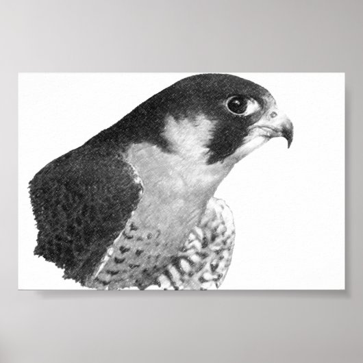 Poster Crayon de faucon pèlerin (Devant)