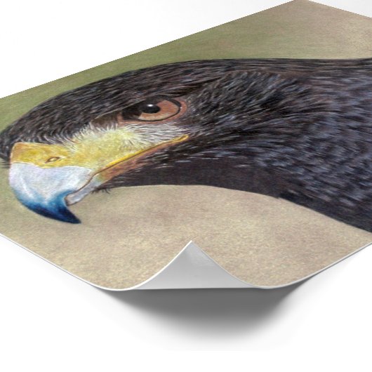 Poster Crayons de couleur Harris Hawk (Coin)