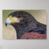 Poster Crayons de couleur Harris Hawk (Devant)