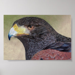 Poster Crayons de couleur Harris Hawk