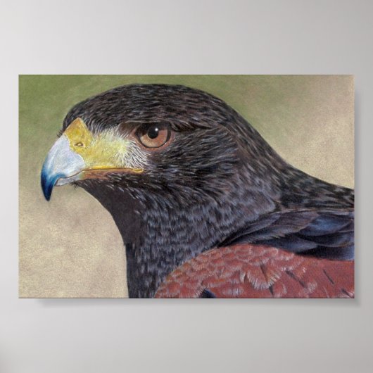 Poster Crayons de couleur Harris Hawk (Devant)