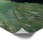 Poster Crazy Black Cat (Coin)