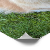 Poster Cream Sable Chien Poméranien dans l'herbe (Coin)