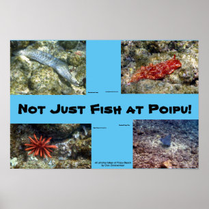 Poster Créatures à la plage de Poipu