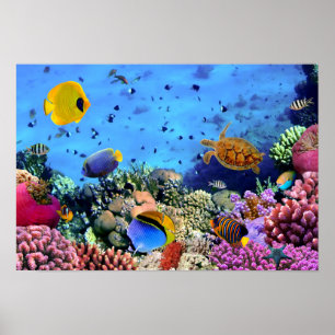 Poster Créatures colorées de récif coralien