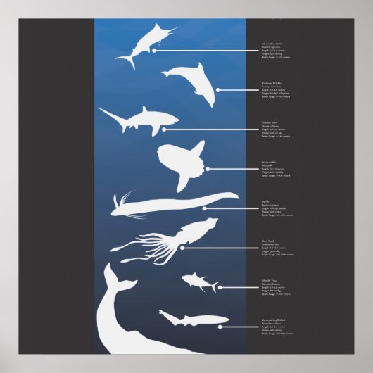 Poster Créatures de l'océan ouvert (Devant)