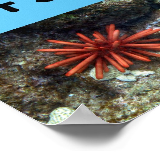 Poster Créatures sur la plage de Poipu (Coin)