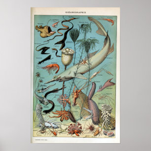 Poster Créatures vintages de la vie marine océanique