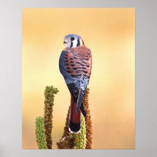 Poster Crécerelle d'Amérique, Falco sparverius, Originair