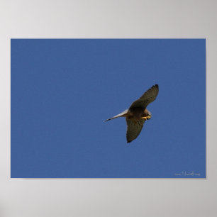 Poster Crécerelle, Turmfalke, tinnunculus de falco