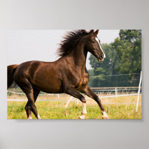 Poster Créez votre propre photo de cheval de compagnie pe