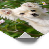 Poster Crème aux cheveux longs mignonette Chihuahua Chig  (Coin)