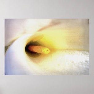 Poster Crème Blanc Calla Lily Fermer l'art Abstrait