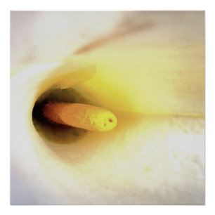 Poster Crème Blanc Calla Lily Fermer l'art Abstrait