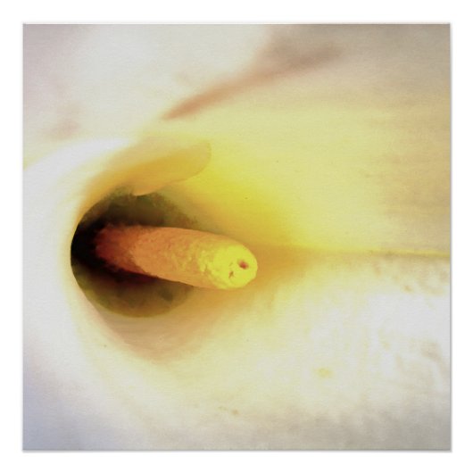 Poster Crème Blanc Calla Lily Fermer l'art Abstrait (Devant)