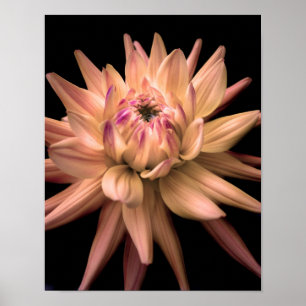 Poster Crème de couronne de dahlia