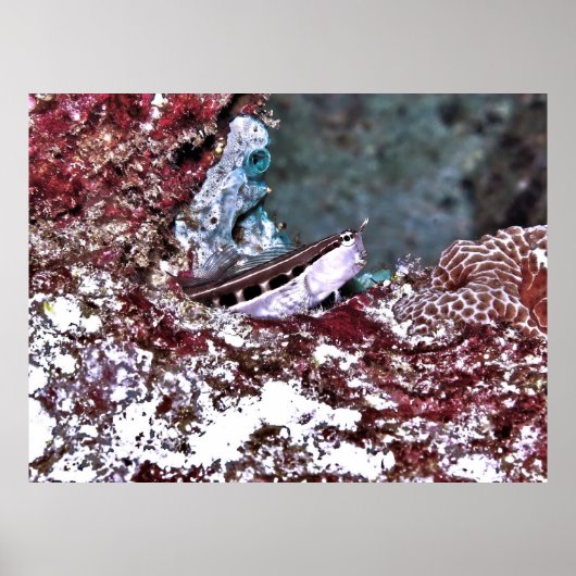 Poster Crested Blenny (Devant)