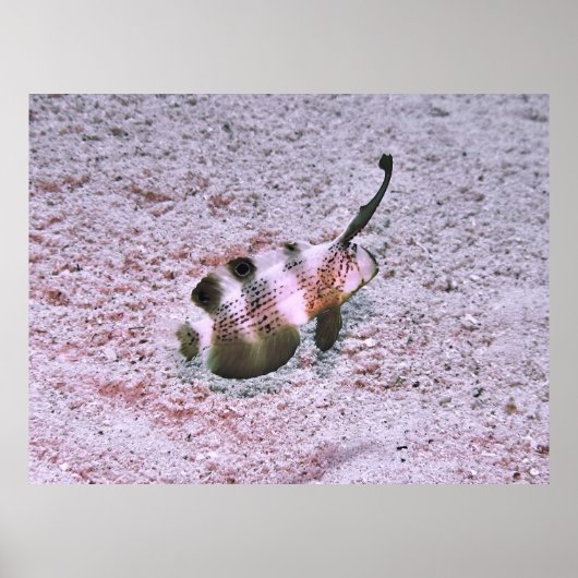 Poster Crested Blenny (Devant)