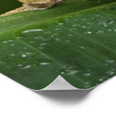 Poster Crested Gecko (Coin)