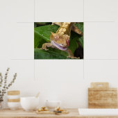 Poster Crested Gecko (Cuisine)