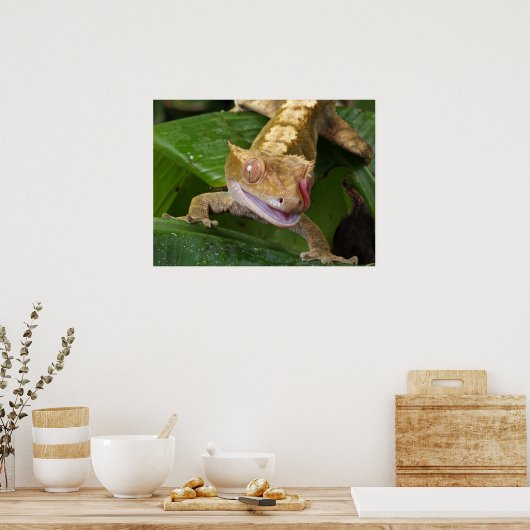 Poster Crested Gecko (Cuisine)