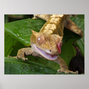 Poster Crested Gecko