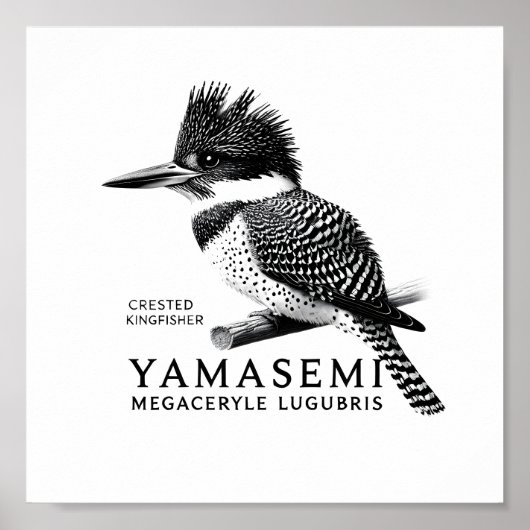 Poster Crested Kingfisher Black & White Art Print (Devant)