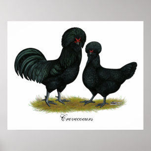 Poster Crevecoeur Chickens