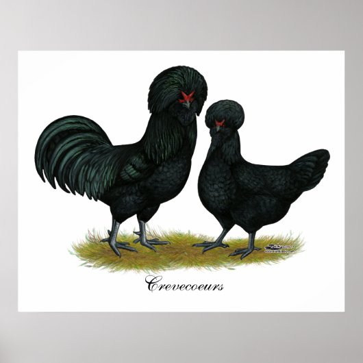 Poster Crevecoeur Chickens (Devant)