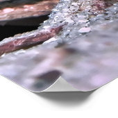 Poster Crevette Goby à Montre (Coin)