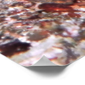 Poster Crevette Goby Duo (Coin)