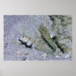Poster crevette Goby et partenaire